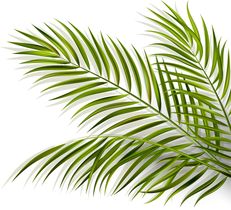 Palm Leaves Illustration